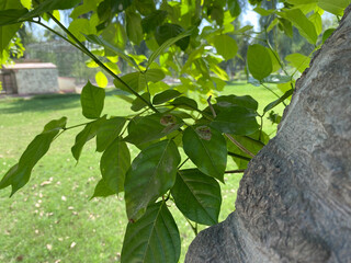leaves on a tree