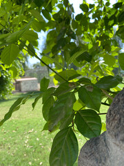 leaves on a wall