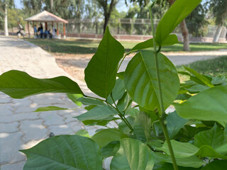 leaves in the garden