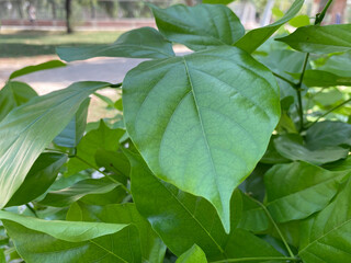 green leaves in the garden