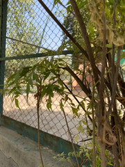 view from the fence