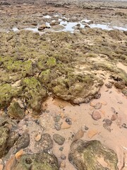 river and rocks Large stones overgrown with green algae on a sandy beach near the ocean The nature of the tropics