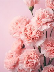 Obraz premium Close up of soft pink carnations flowers on pastel pink background