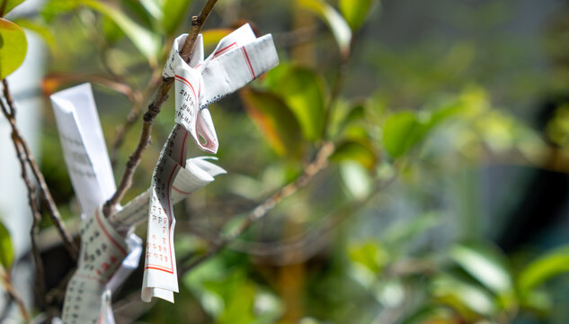 Omikuji small fortune telling papers tied on a tree outdoors at a Shinto shrine or Buddhist temple in Japan, closeup - Powered by Adobe