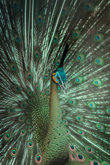 Beautiful and Majestic Close Up Peacock Displaying Its Colorful Tail Feathers in Full Glory Capturing the Elegance and Grace of This Stunning Bird