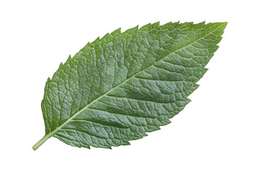 Fototapeta premium Mint leaf close-up on transparent background