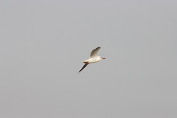 This photograph features a Brown-headed Gull in flight over the coastal waters of Odisha. With its distinctive brown head and white body, the gull gracefully soars above the ocean
