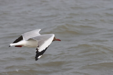 This photograph features a Brown-headed Gull in flight over the coastal waters of Odisha. With its distinctive brown head and white body, the gull gracefully soars above the ocean