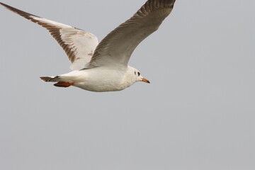 This photograph features a Brown-headed Gull in flight over the coastal waters of Odisha. With its distinctive brown head and white body, the gull gracefully soars above the ocean