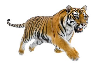 Fototapeta premium Running tiger on transparent background