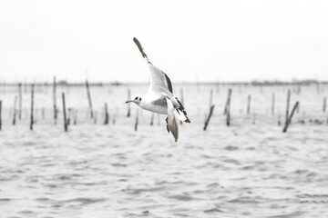 This photograph features a Brown-headed Gull in flight over the coastal waters of Odisha. With its distinctive brown head and white body, the gull gracefully soars above the ocean