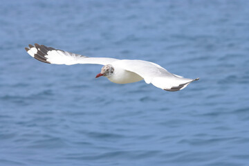 Fototapeta premium This photograph features a Brown-headed Gull in flight over the coastal waters of Odisha. With its distinctive brown head and white body, the gull gracefully soars above the ocean