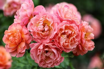 Beautiful orange rose on a green background. Close up.
