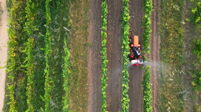 Farmer on tractor in a protective mask sprays grapes. Control of diseases of fruit trees. Insecticides and pesticides in farming. Harvest protection. Mildew, oidium, anthracnose