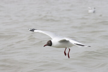 This photograph features a Brown-headed Gull in flight over the coastal waters of Odisha. With its distinctive brown head and white body, the gull gracefully soars above the ocean, 