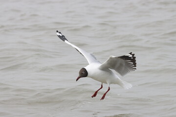 This photograph features a Brown-headed Gull in flight over the coastal waters of Odisha. With its distinctive brown head and white body, the gull gracefully soars above the ocean, 