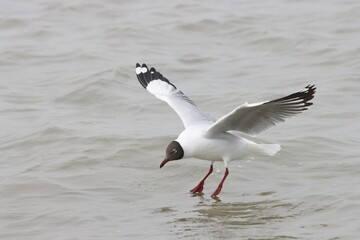 This photograph features a Brown-headed Gull in flight over the coastal waters of Odisha. With its distinctive brown head and white body, the gull gracefully soars above the ocean, 