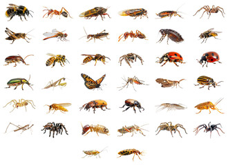 Collection of wild insects in studio light, side view, isolated on transparent background, generative AI.