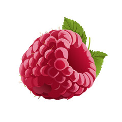 Ripe raspberry isolated on white