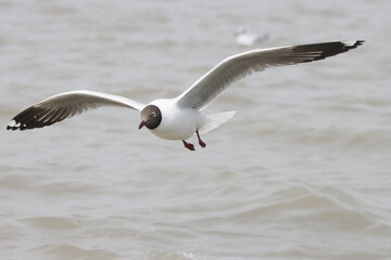 This photograph features a Brown-headed Gull in flight over the coastal waters of Odisha. With its distinctive brown head and white body, the gull gracefully soars above the ocean, 