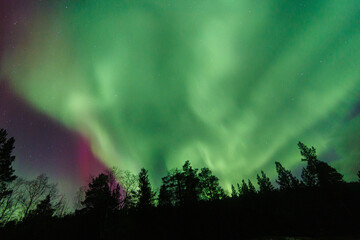 Aurora Borealis, Norhtern Lights above the trees in the Norwegian forest around the arctic circle, KP6 or KP7 solar storm. Green and red colors. Colorful aurora.