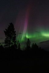 Aurora Borealis, Norhtern Lights above the trees in the Norwegian forest around the arctic circle, KP6 or KP7 solar storm. Green and red colors. Colorful aurora.