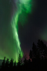 Aurora Borealis, Norhtern Lights above the trees in the Norwegian forest around the arctic circle, KP6 or KP7 solar storm.