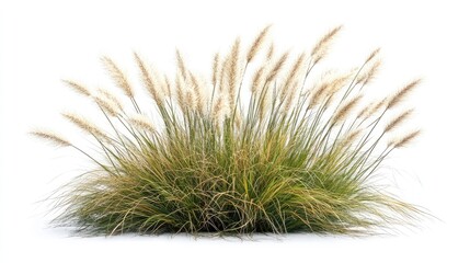 Ornamental Grass Bloom. AI generated illustration.