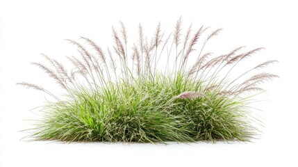 Ornamental Grass Bloom. AI generated illustration.
