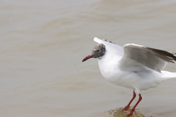 This photograph features a Brown-headed Gull in flight over the coastal waters of Odisha. With its distinctive brown head and white body, the gull gracefully soars above the ocean, 