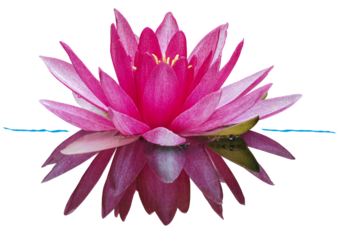 Water lily or Lotus flower, isolated on transparent background	