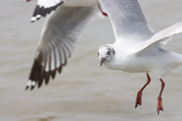 This photograph features a Brown-headed Gull in flight over the coastal waters of Odisha. With its distinctive brown head and white body, the gull gracefully soars above the ocean, 