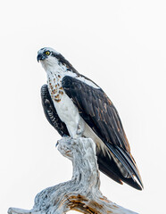 Aguila Pescadora en California sobre un tronco seco