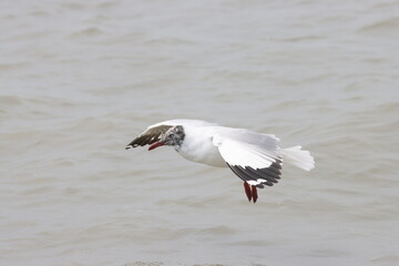 This photograph features a Brown-headed Gull in flight over the coastal waters of Odisha. With its distinctive brown head and white body, the gull gracefully soars above the ocean, 