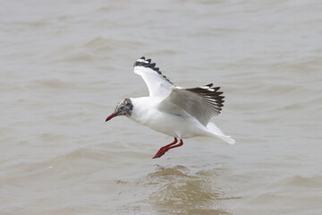 This photograph features a Brown-headed Gull in flight over the coastal waters of Odisha. With its distinctive brown head and white body, the gull gracefully soars above the ocean, 