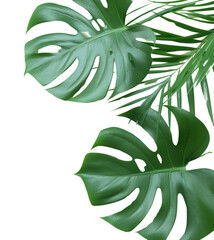 PNG Plant leaf backgrounds pattern.