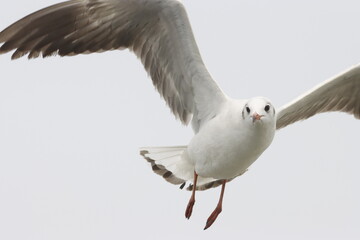 This photograph features a Brown-headed Gull in flight over the coastal waters of Odisha. With its distinctive brown head and white body, the gull gracefully soars above the ocean, 
