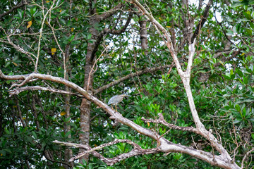 Green Heron with a long beak is perched on a branch in lush, green forest. Leaves of the trees are a vibrant shade of green. tropical and subtropical region on Bintan Island, South East Asia. Wildlife