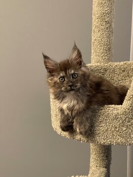 Close-up portrait of cat against wall