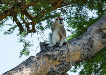 Patas monkey sitting on a tree branch in the savannah of murchison falls national park in Uganda