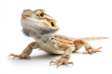 Obraz premium Studio shot of exotic lizard pet of bearded dragon species with sharp claws on toes lying on white background isolated, focus on head and forefoot, copy, Generative AI