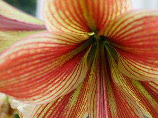 A Bright Orange and Yellow Striped Flower Very Close and Vibrant