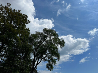 Forest trees against sky clouds. 