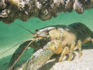 Big Crayfish in a lake in Switzerland