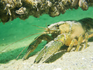 Big Crayfish in a lake in Switzerland