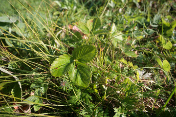 A strawberry leaf in the grass.