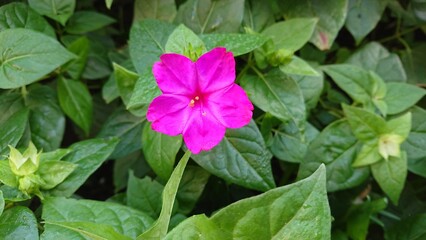 Mirabilis jalapa Vibrant Pink Flower Blooming in Lush Green Foliage