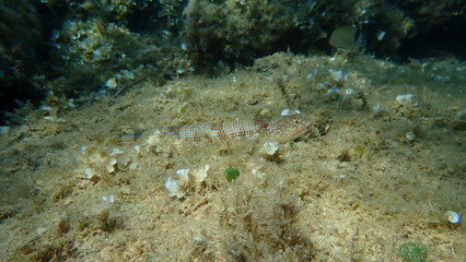Bluestripe lizardfish or lizard fish (Synodus saurus) undersea, Aegean Sea, Greece, Alonissos island, Chrisi Milia beach