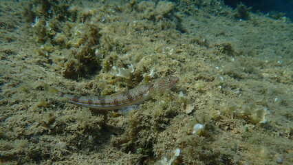 Bluestripe lizardfish or lizard fish (Synodus saurus) undersea, Aegean Sea, Greece, Alonissos island, Chrisi Milia beach