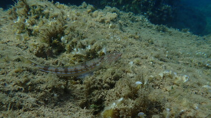 Bluestripe lizardfish or lizard fish (Synodus saurus) undersea, Aegean Sea, Greece, Alonissos island, Chrisi Milia beach
